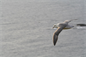 Fulmar