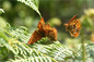 High-Brown-Fritilaries