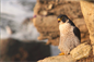 Peregrine