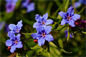 Purple-Gromwell