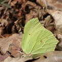 Brimstone (2)