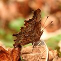 Comma