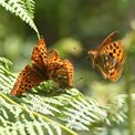 High Brown Fritilaries