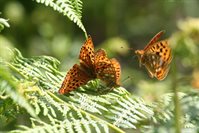 High Brown Fritilaries