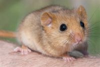 Dormouse