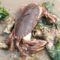 edible crab