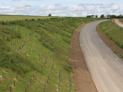 Trees-on-five-mile-lane