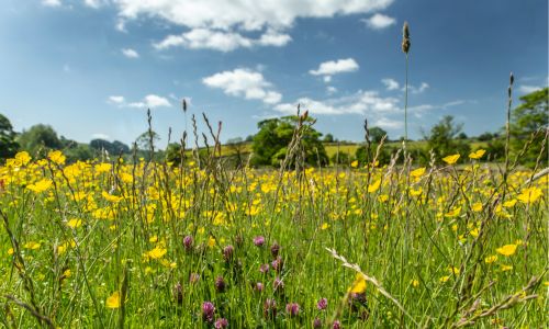 About grassland ecosystems