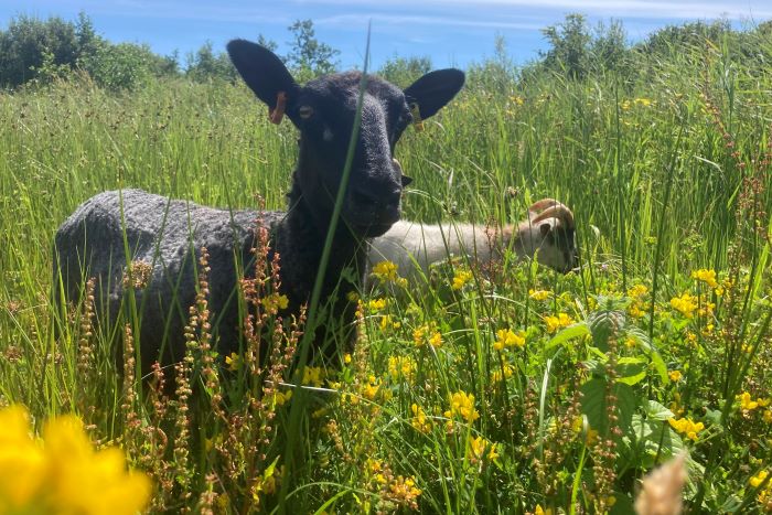 Grassland Management - Conservation Grazing