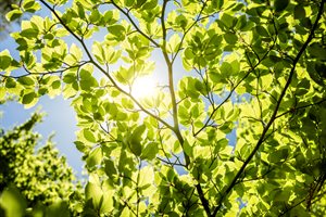 Beech Tree