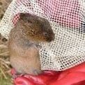 Water Vole survey