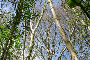 Trees in Porthkerry