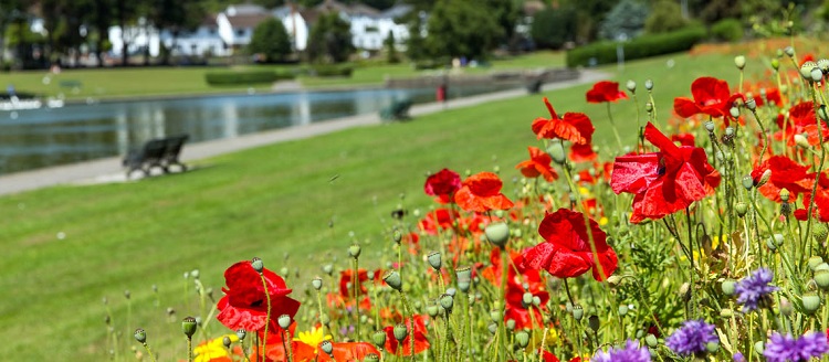 Knap flowers poppies